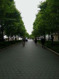 Road passing through forest