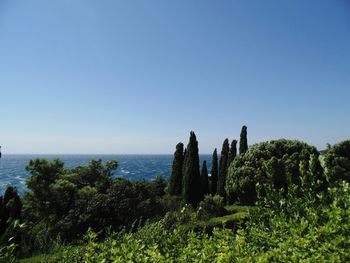 Plants in front of sea against clear blue sky