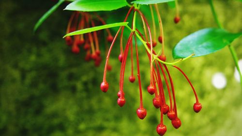 Close-up of red berries growing on tree