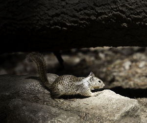 Close-up of squirrel on rock