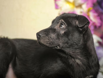 Close-up of a dog looking away