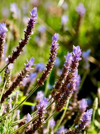 Close-up of purple flowering plants on field