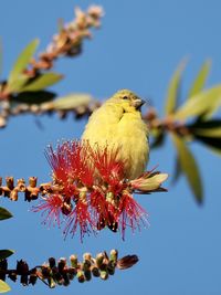 Low angle view of bird perching on plant against sky