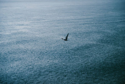 Bird flying over the rainy sea