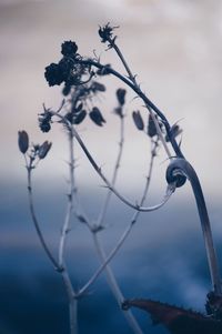 Close-up of object against blurred background