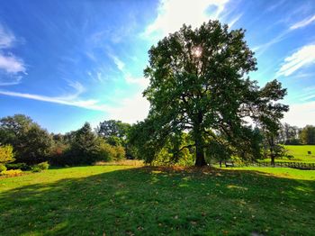 Trees on field against sky