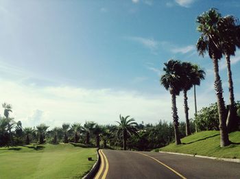 Empty road amidst trees