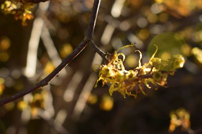 Close-up of plant