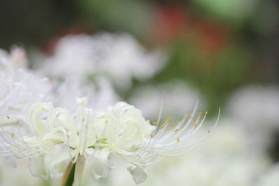 Close-up of white flowers blooming outdoors