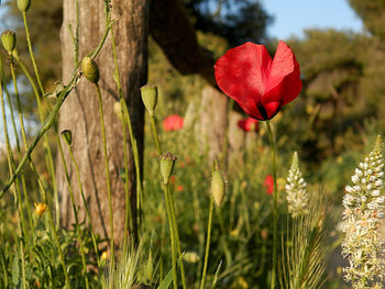 Close-up of red flower blooming on field