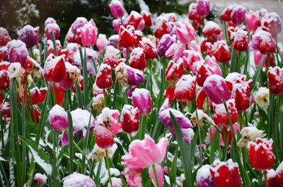 Close-up of red tulips in field