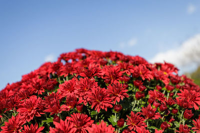 Close-up of red flowering plants against sky