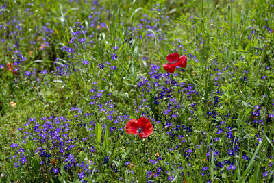 Close-up of purple poppy flowers on field