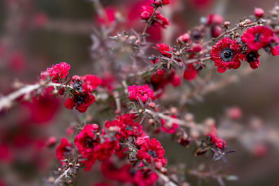 Close-up of red berries on plant