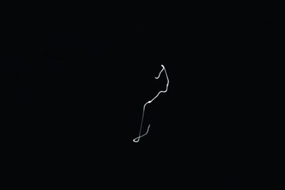 Close-up of jellyfish against black background