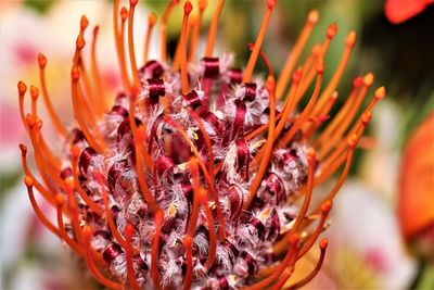 Close-up of honey bee on red flower