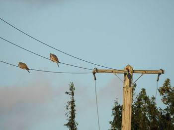 Low angle view of birds on cable against sky