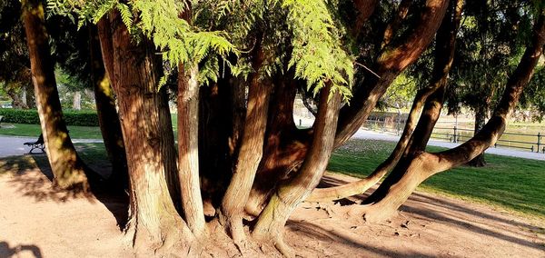 Panoramic shot of trees on beach