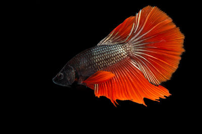 Close-up of fish against black background