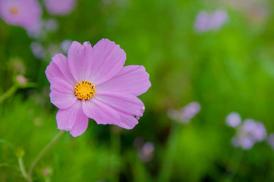 Close-up of pink cosmos flower