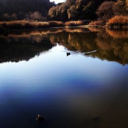 Reflection of trees in calm lake