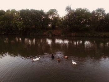 Ducks swimming in lake