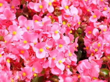 Close-up of pink flowers blooming outdoors