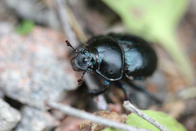 Close-up of insect