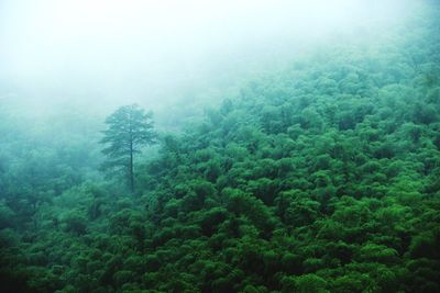 Trees in foggy weather