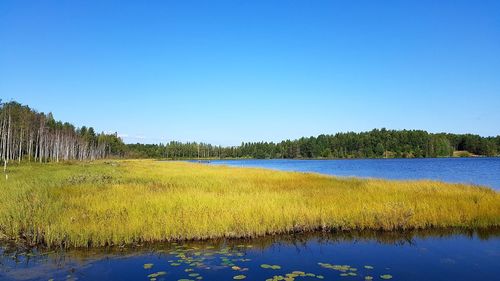 Scenic view of lake against clear blue sky