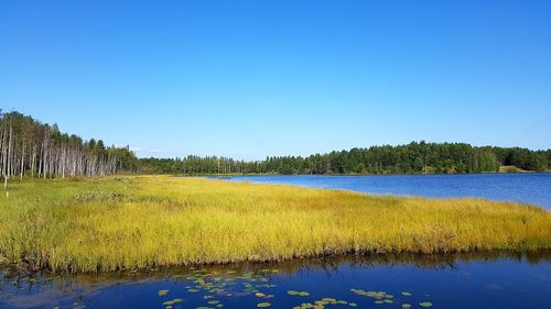 Scenic view of lake against clear blue sky