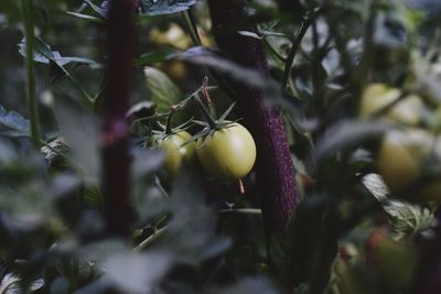 Close-up of fruits on plant