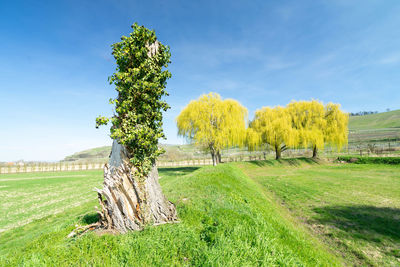 Trees on field against sky