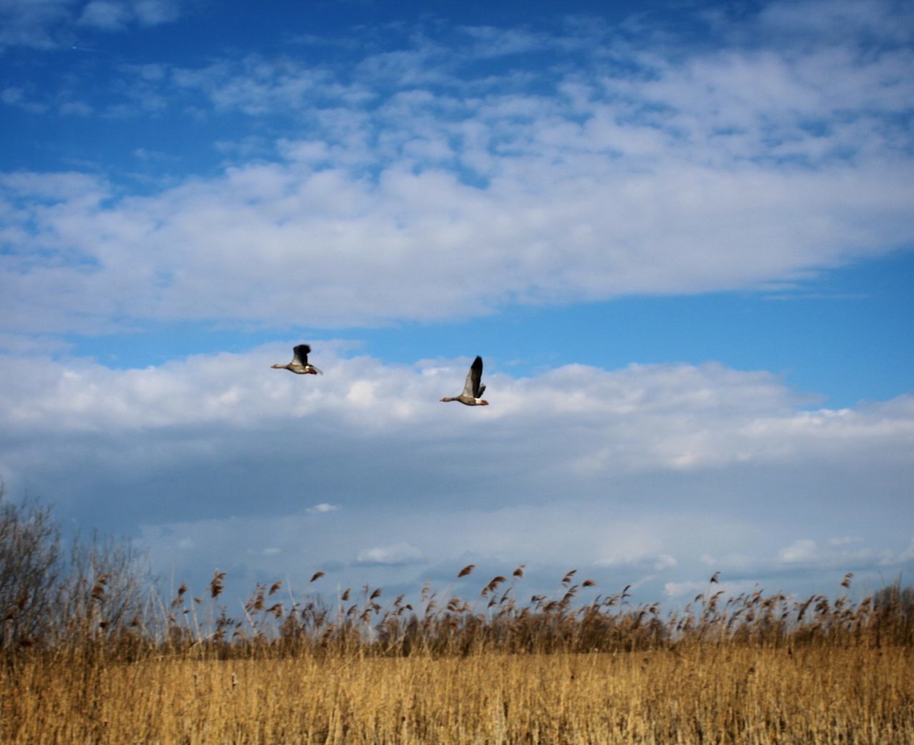 SCENIC VIEW OF BIRDS FLYING OVER FIELD AGAINST SKY