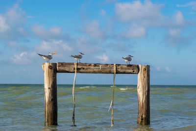Seagulls perching on wooden post in sea against sky
