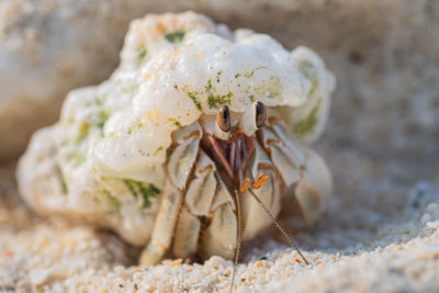 Close-up of seashell on sand