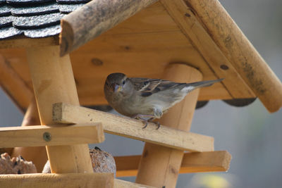 Close-up of bird perching on wood