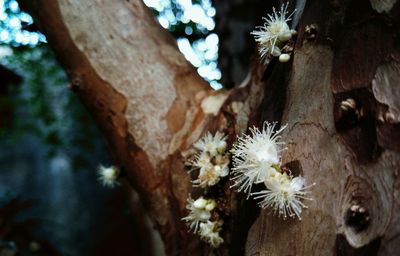 Close-up of white flowers on tree