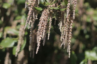 Close-up of flower buds on branch