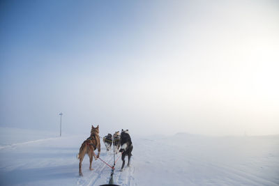 A beautiful husky dog team pulling a sled in beautiful norway morning scenery. 
