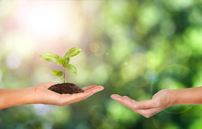 Close-up of hand holding plant