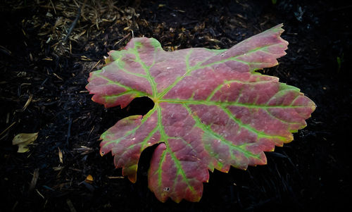 High angle view of autumn leaf