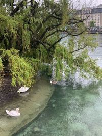 Ducks swimming in lake