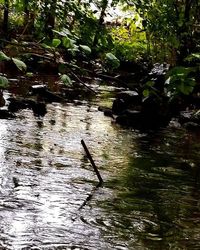 Scenic view of river with trees in background