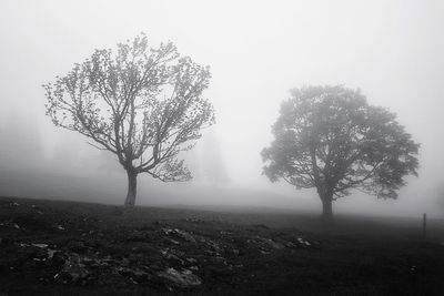 Bare tree on landscape against sky