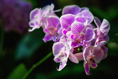 Close-up of purple flowering plant