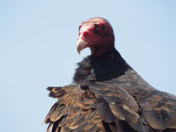 Close-up of a bird against blue background