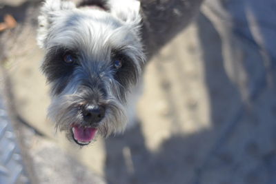 Close-up portrait of dog