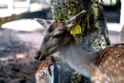 Close-up of deer standing at zoo