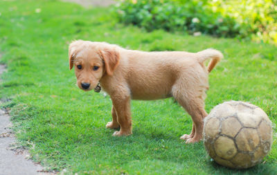 Side view of golden retriever puppy standing by ball on field